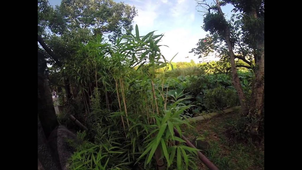 GoPro Video – Trip in Japan – Ep 01 : From Tokyo to Akita International University GoPro Video - Trip in Japan - Ep 01 : From Tokyo to Akita International University