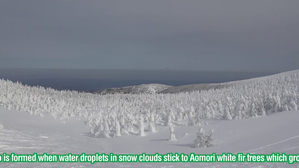YOKOSO Japan Tour -- Rime on Trees at Zao (Snow Monster"Juhyo") 藏王的樹冰 E14