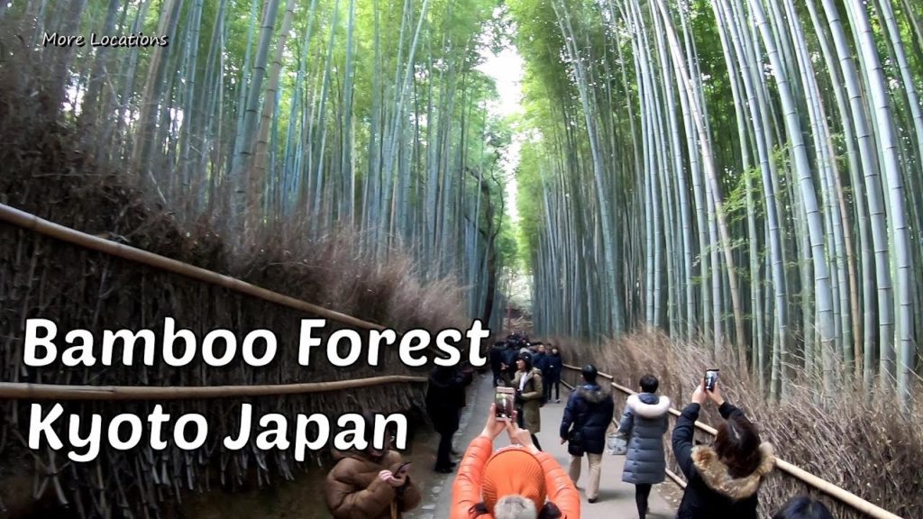 Bamboo Forest Kyoto Japan | Arashiyama Bamboo Grove