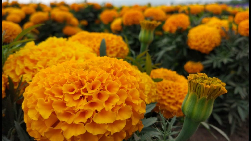 Day 4 Farm Tomita in Furano (富良野) + City Centre of Sapporo(札幌)