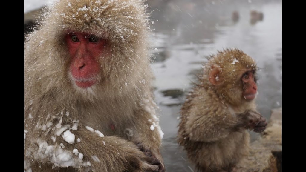 The Hike to Snow Monkey Park Nagano