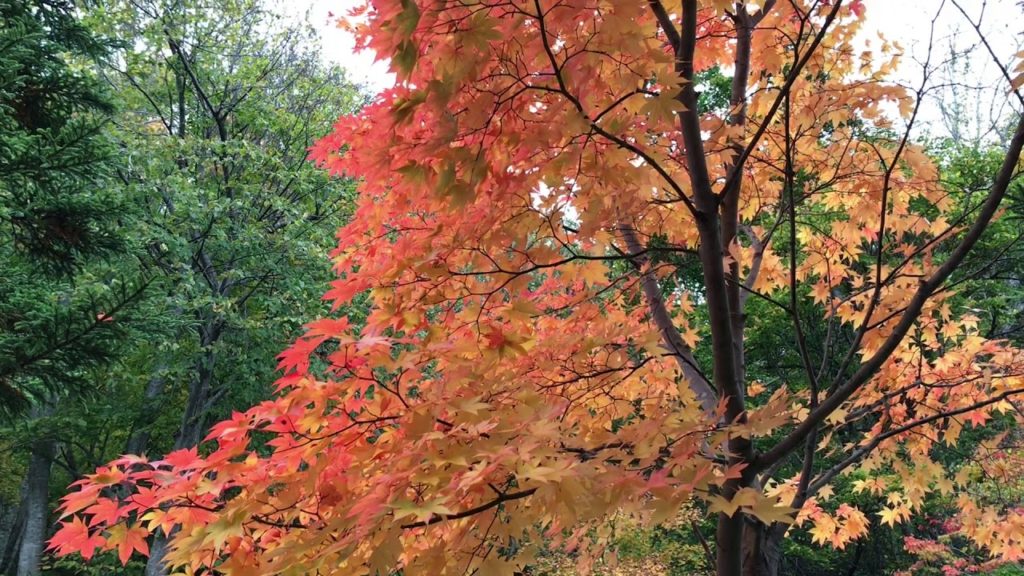 【Japan Travel 】Earth.Nature.Autumn leaves Hokkaido Japan.鮮度抜群！北海道の綺麗な紅葉 Trip Amazing.北海道旅行 観光 秋 絶景
