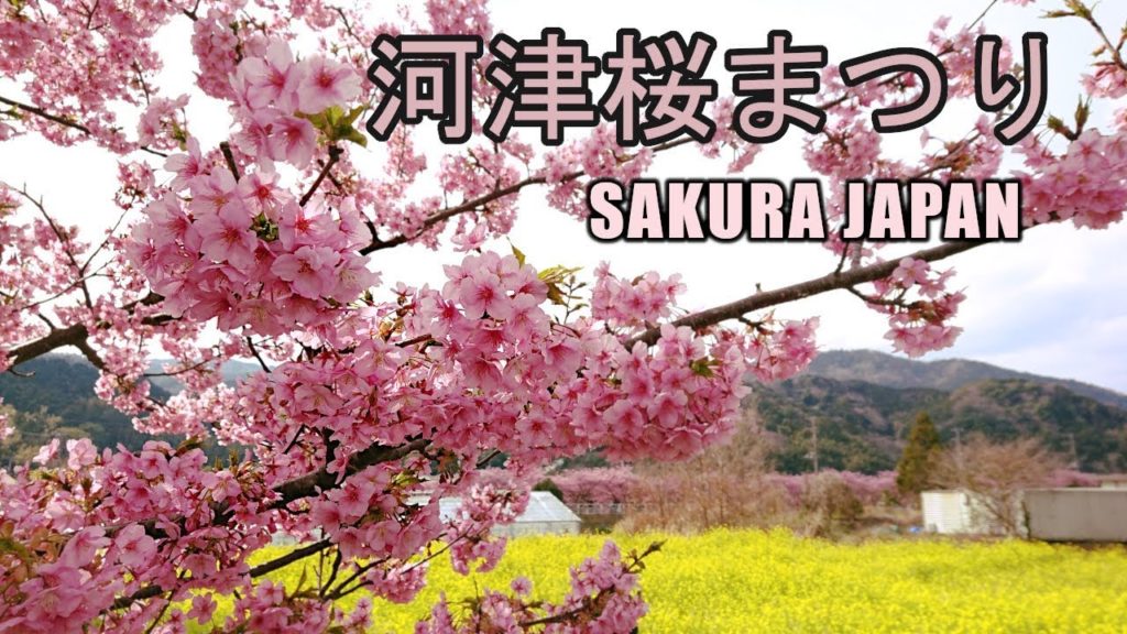 2019 Kawazu Sakura Cherry Blossoms Festival #1 - SAKURAJAPAN in Shizuoka Kawazu