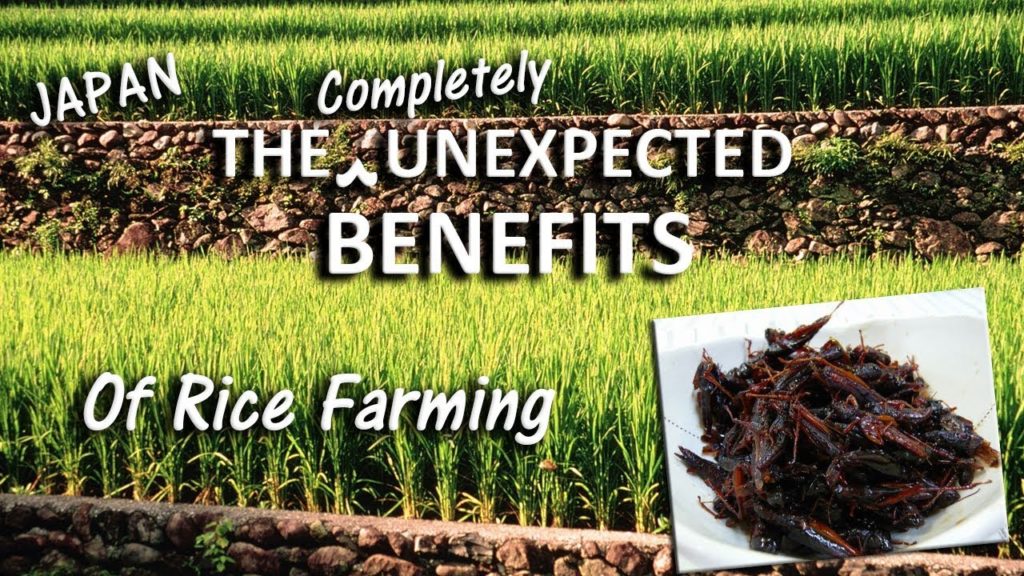 Japan's Farmers: Organic Rice, Delicious Pests