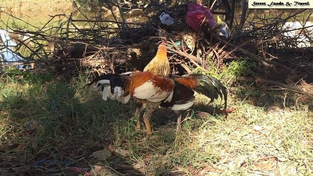 Rooster Fighting, Rooster War, Cockfighting in Siem Reap