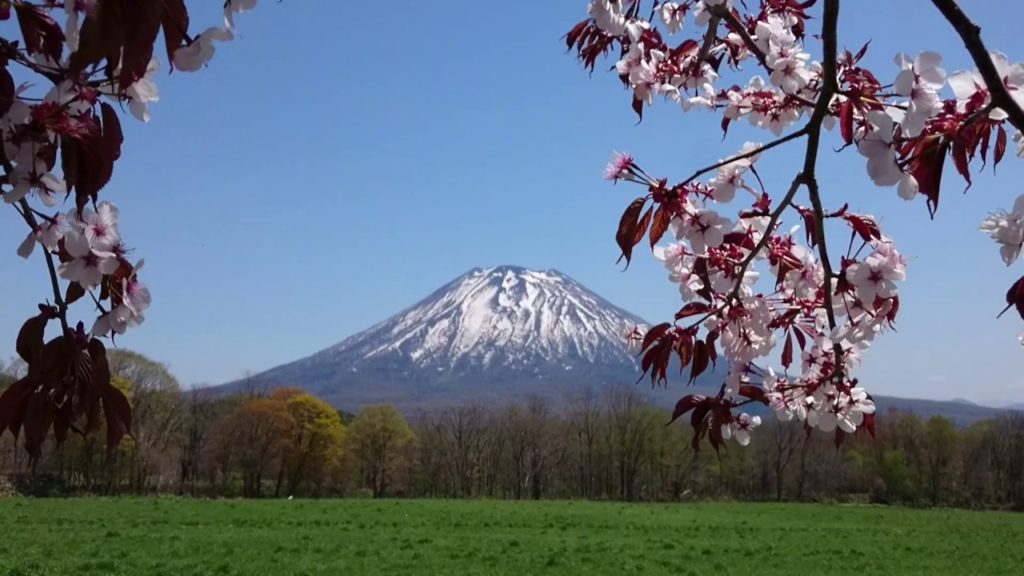 【Japan Travel】 Mt. Yotei in Hokkaido,Japan.Cherry blossoms and mountains北海道旅行 観光 Trip Amazing