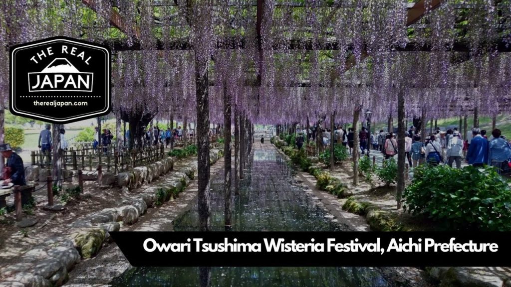 Owari Tsushima Wisteria Festival, Tennogawa Park, Aichi Prefecture | The Real Japan | HD