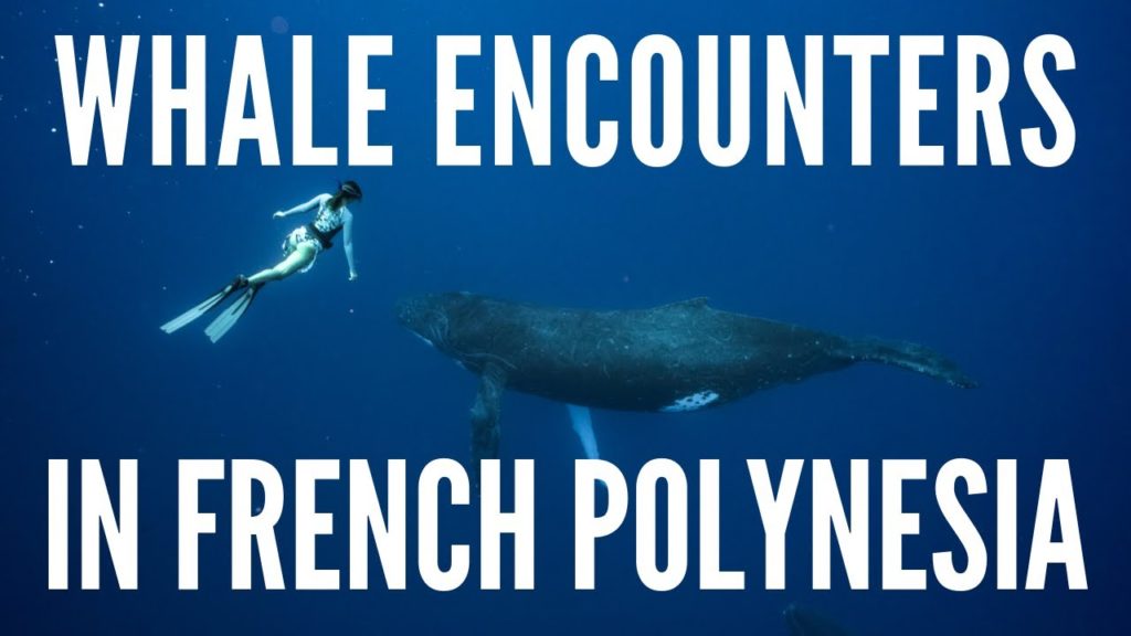 Swimming with WHALES in French Polynesia