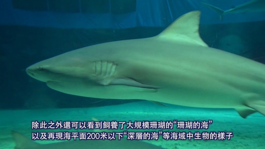 YOKOSO Japan Tour -- 沖繩美麗海水族館 --C36