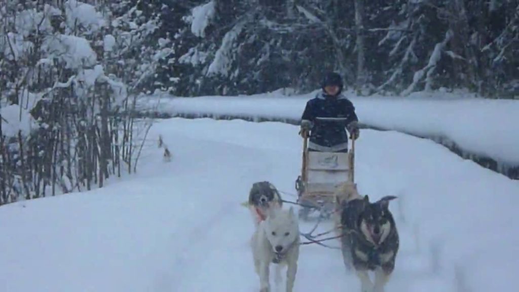 Dog Sledding in Hokkaido