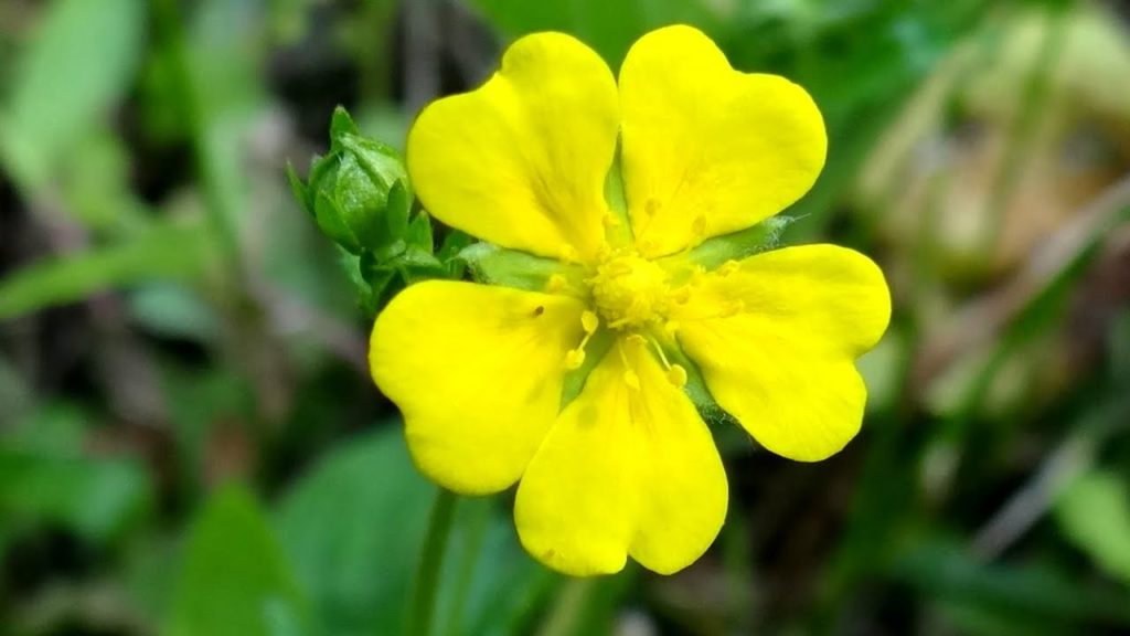 Flowers that bloom in May and June