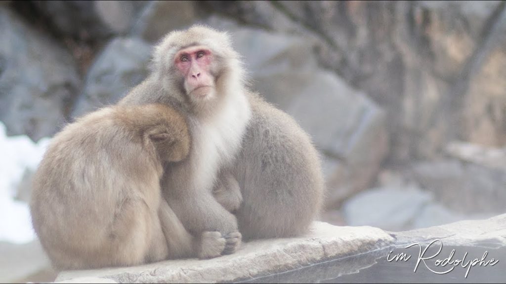 Les singes sauvages de NAGANO ! Les singes sauvages de NAGANO !