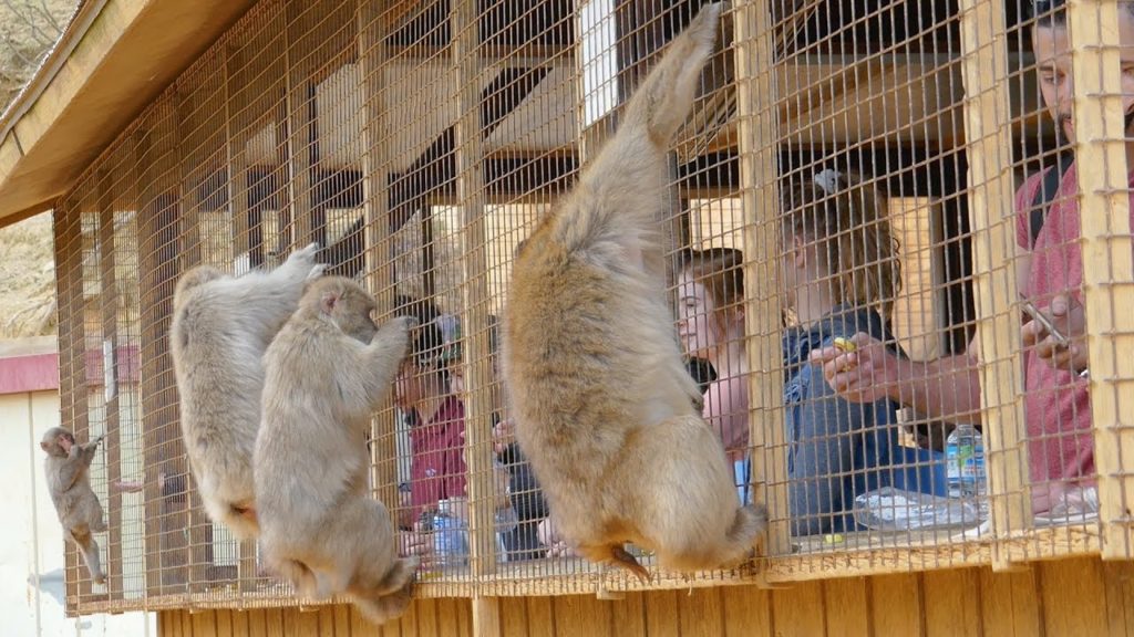 Arashiyama Monkey Park / Kyoto, Japan