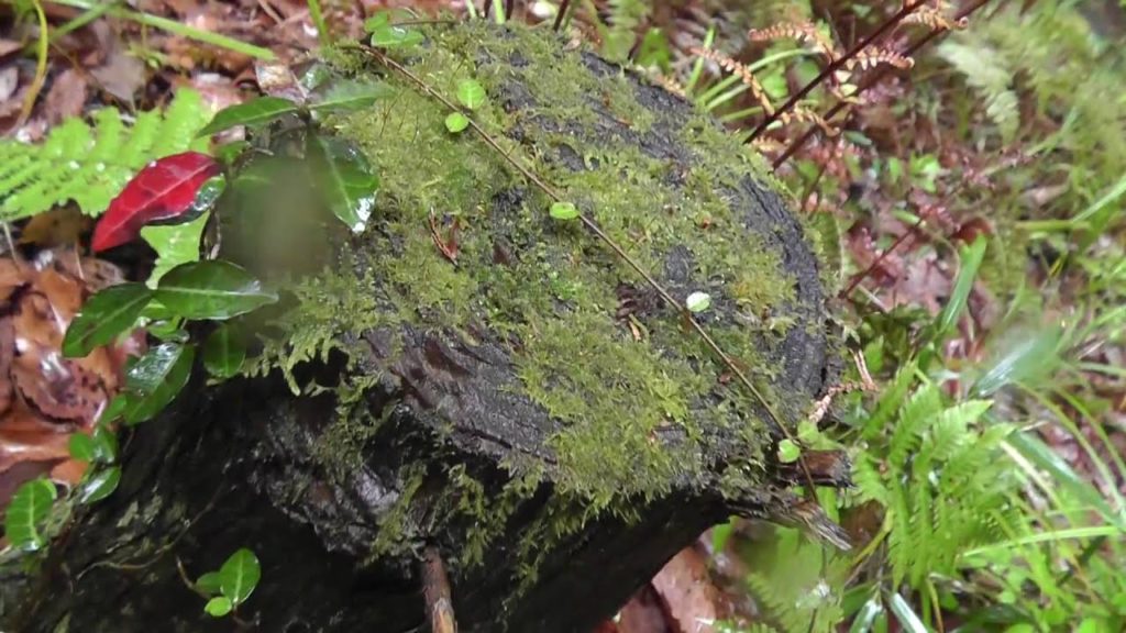 Beautiful Japan Nature