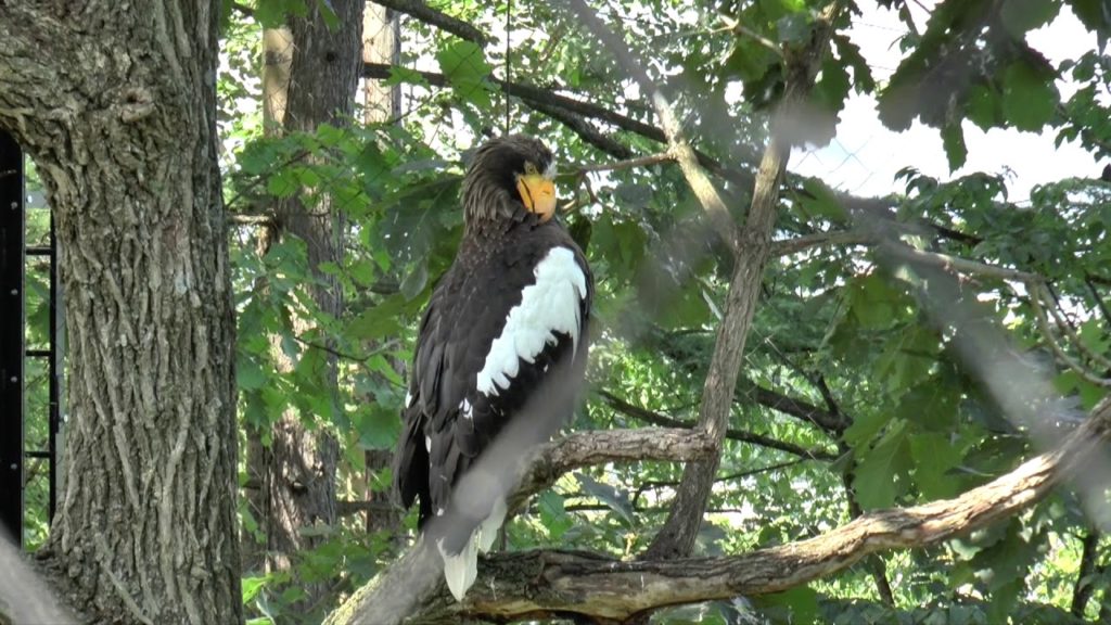 YOKOSO Japan Tour -- Asahikawa City - Asahiyama Zoo ( 旭山動物園) --E32