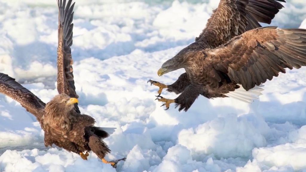 Japan Winter  Wildlife Photo Tours - Snow Monkeys, Red-Crowned Cranes, Sea Eagles