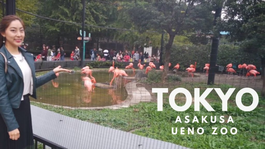 Tokyo Travel Vlog 4ㅣAsakusa&Ueno Zoo 도쿄여행 아사쿠사, 우에노 동물원