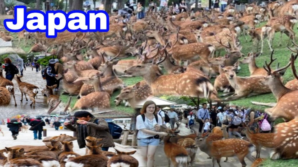 Nara Park In Japan || Deer pakr vacation Travel
