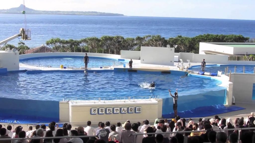 Okinawa Churaumi Aquarium Dolphin Show