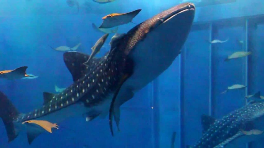 Okinawa Churaumi Aquarium - The Kuroshio Sea | 沖縄美ら海水族館 - 黒潮の海 -1