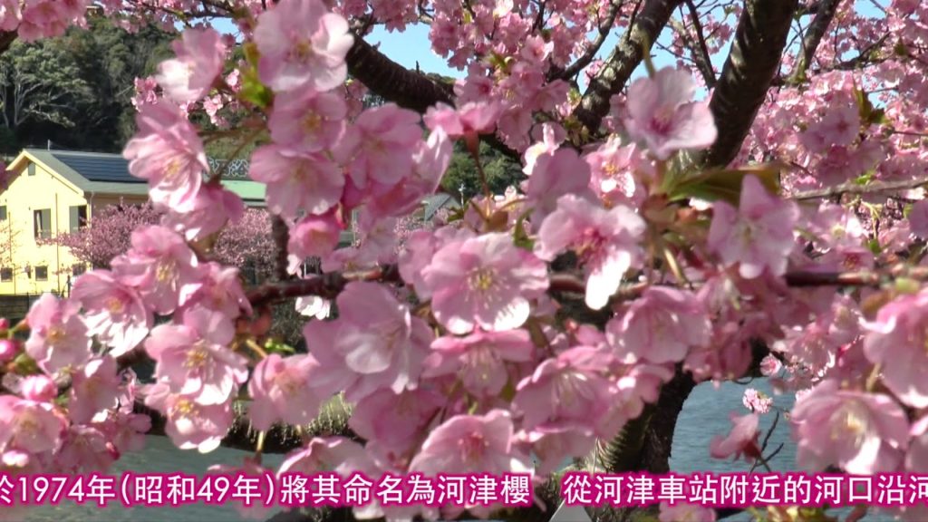 YOKOSO Japan Tour -- 河津櫻 --C23