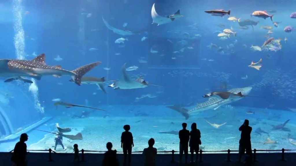 Kuroshio Sea – Okinawa Churaumi Aquarium – HD – music by Perry Frank Kuroshio Sea - Okinawa Churaumi Aquarium - HD - music by Perry Frank
