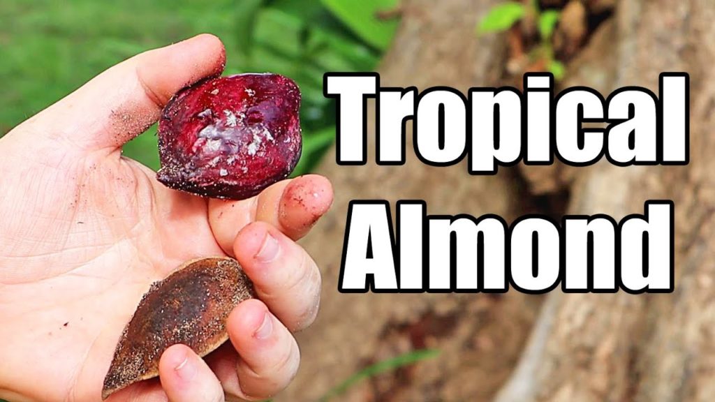 TROPICAL ALMOND: Foraged food - Weird Fruit Explorer in the Seychelles
