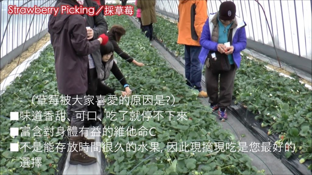 YOKOSO Japan Tour    Strawberry Picking 採草莓   C07