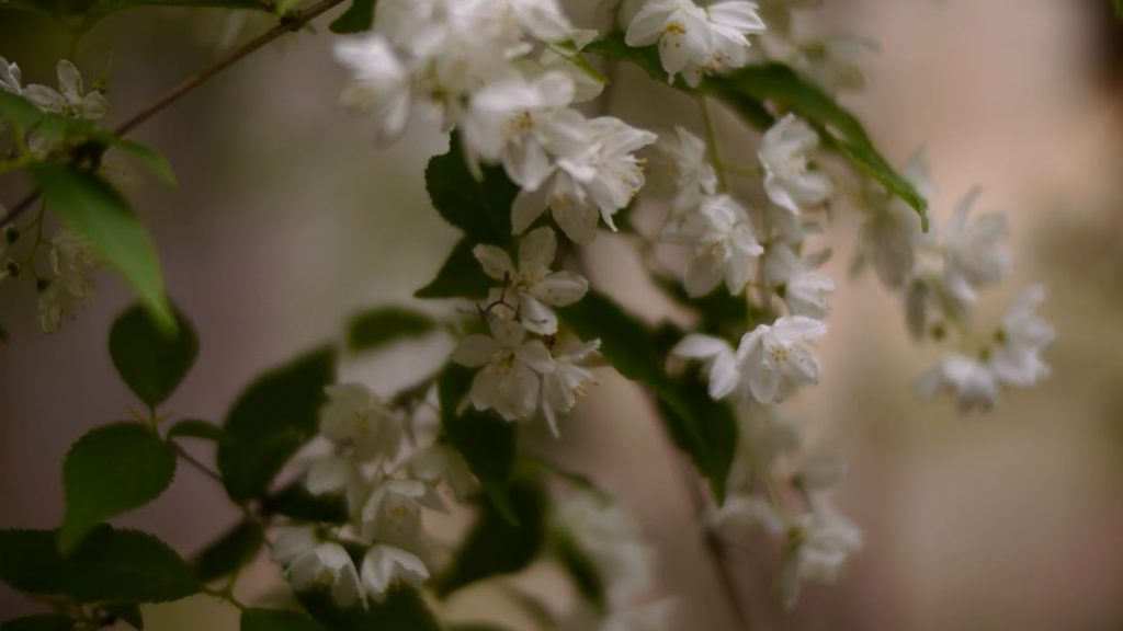 Discovering a Goddess in the Saw-tooth Mountain