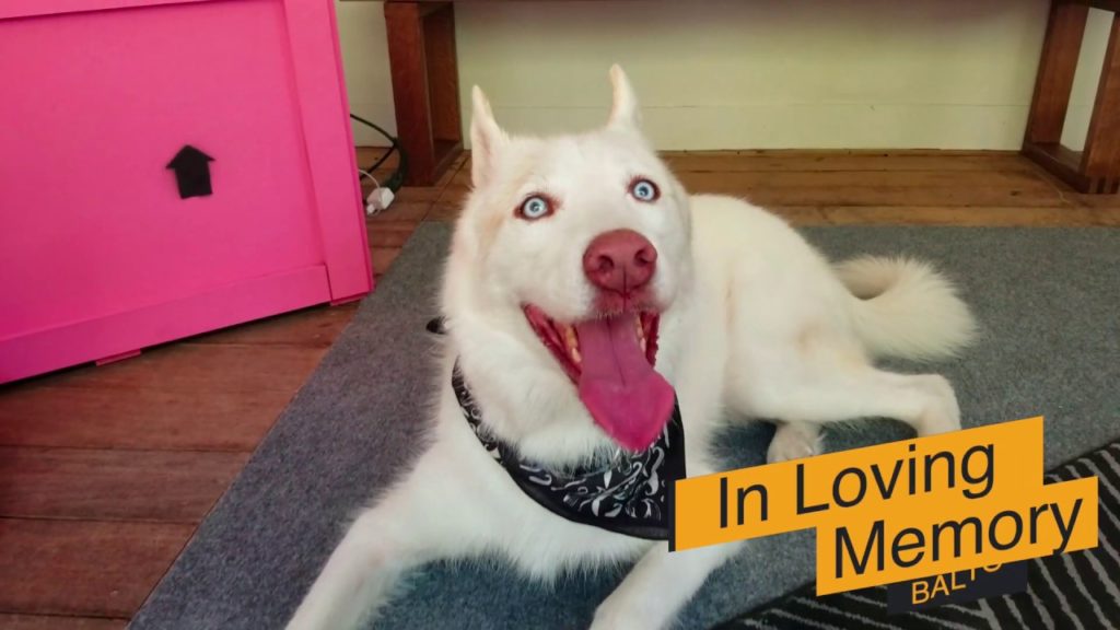 Siberian Husky Tricks