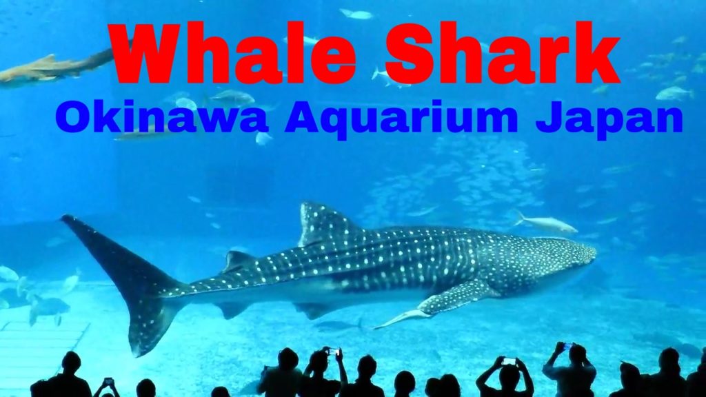 Giant Whale Sharks at the Okinawa Aquarium in Japan