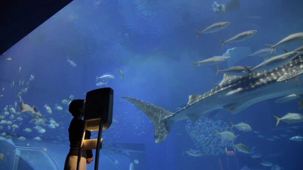 OKINAWA CHURAUMI AQUARIUM - ANA AVATAR