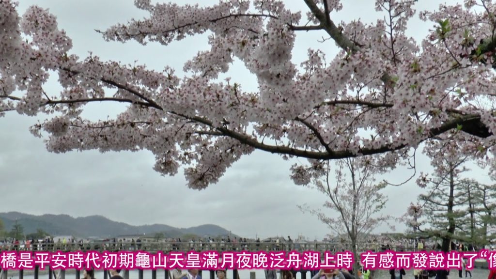 YOKOSO Japan Tour -- 京都嵐山的櫻花 --C38