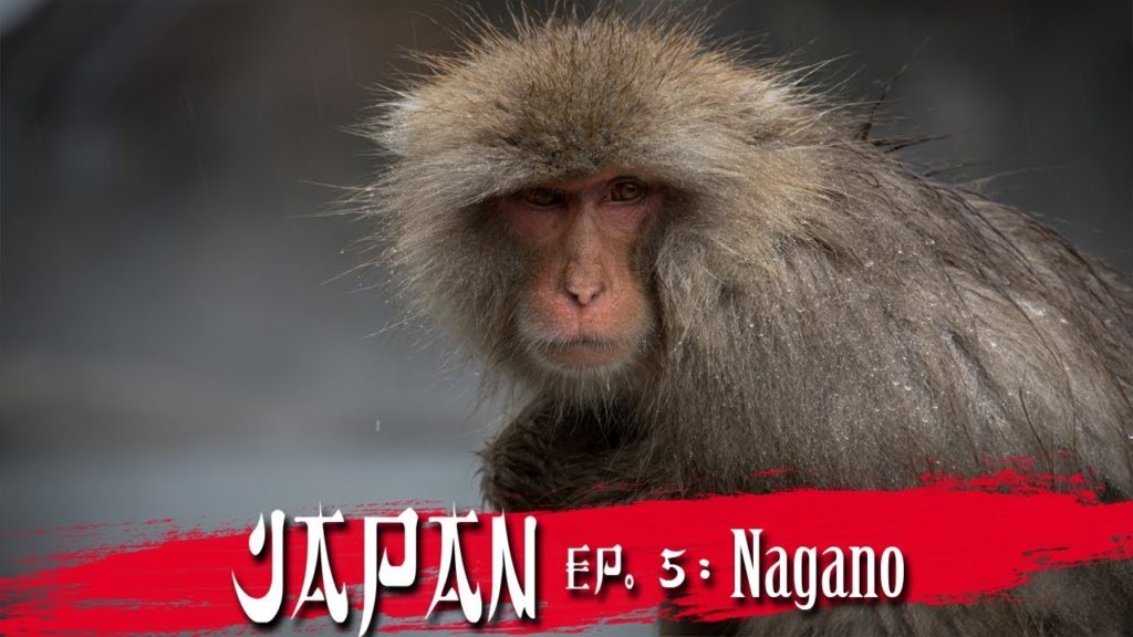 Surrounded by WILD SNOW MONKEYS in Nagano | Japan Travel Video Surrounded by WILD SNOW MONKEYS in Nagano | Japan Travel Video