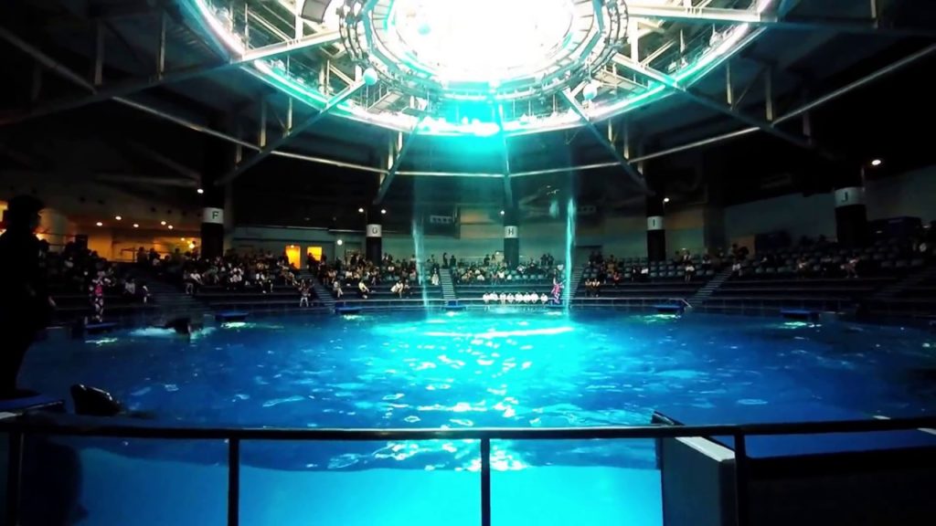Dolphin Show at Shinagawa Aquarium Dolphin Show at Shinagawa Aquarium