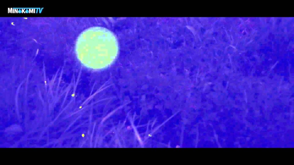 Minakami-machi, Gunma Prefecture  "Tsukiyono - An Evening of Fireflies" , Fireflies