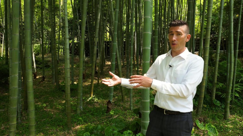 Secrets of Sengan-en - Moso Bamboo