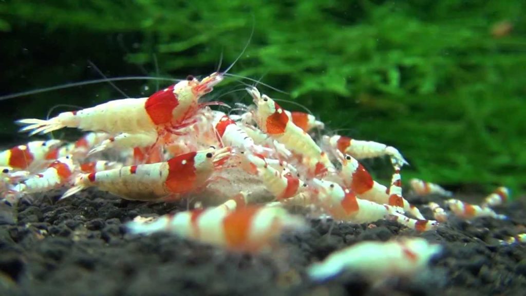 Benibachi Shrimp - Sendai Gonzales on Tour 001