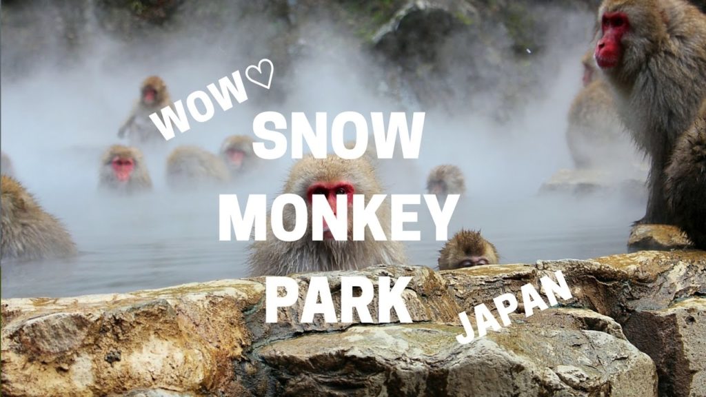 Snow Monkey Park Nagano Jigokudani Japan - Monkeys enjoying Hot Spring!