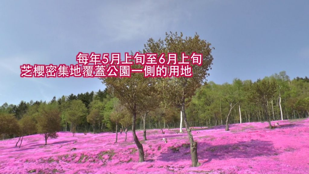 YOKOSO Japan Tour -- 芝櫻盛開的瀧上公園 --C19