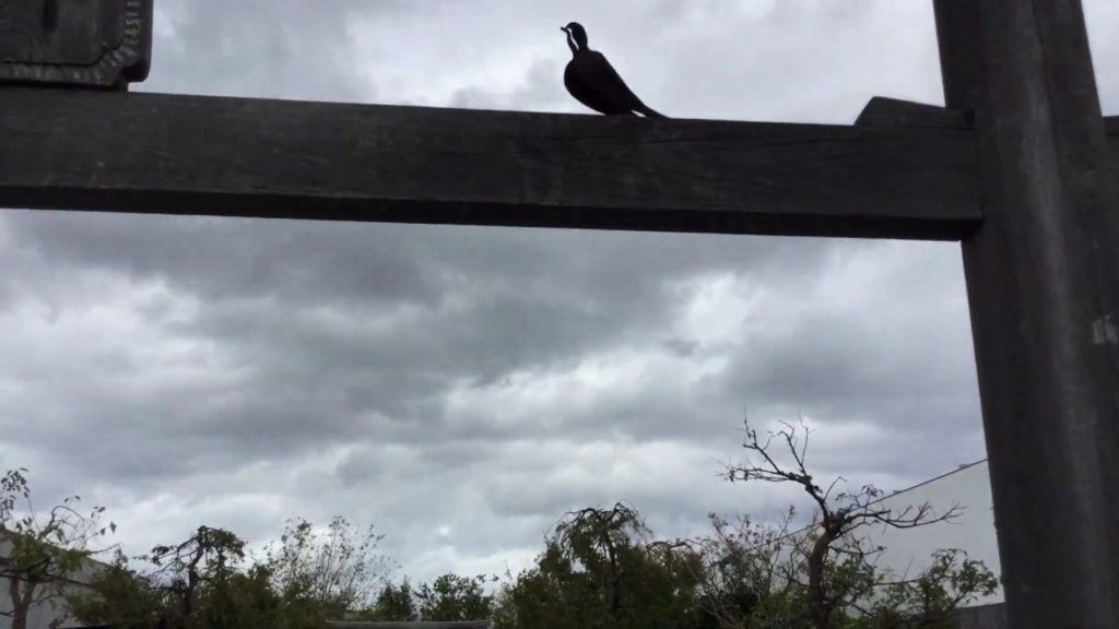 Another very popular Fukuoka Day Tours attraction is on the roof of Hakata Station.