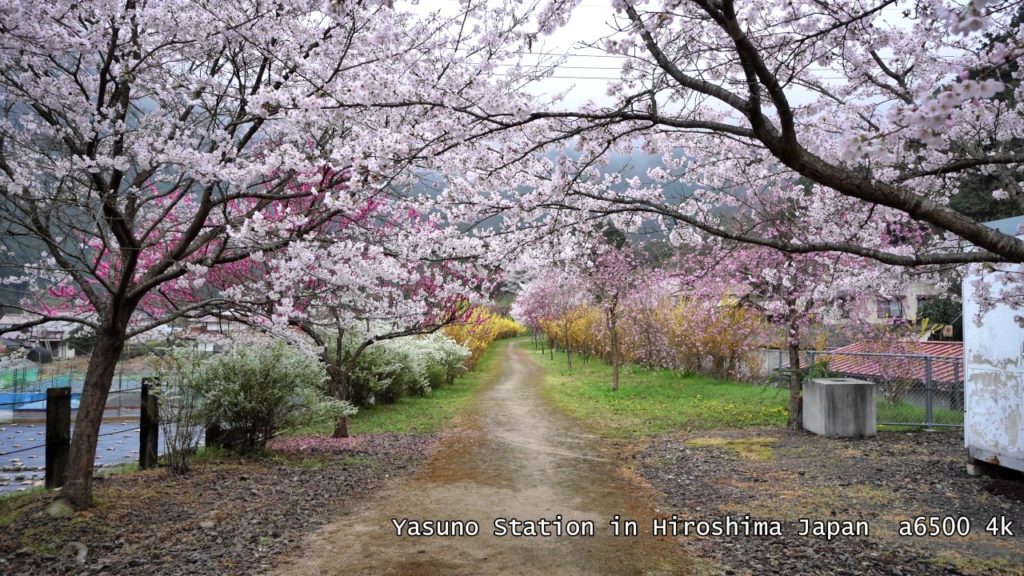 花の安野駅　Yasuno Station in Hiroshima Japan  a6500 4k
