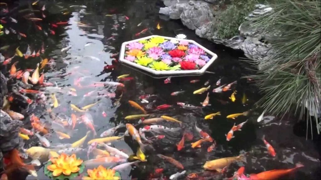 Visit to a Buddhist Temple & Koi Fish Pond in China