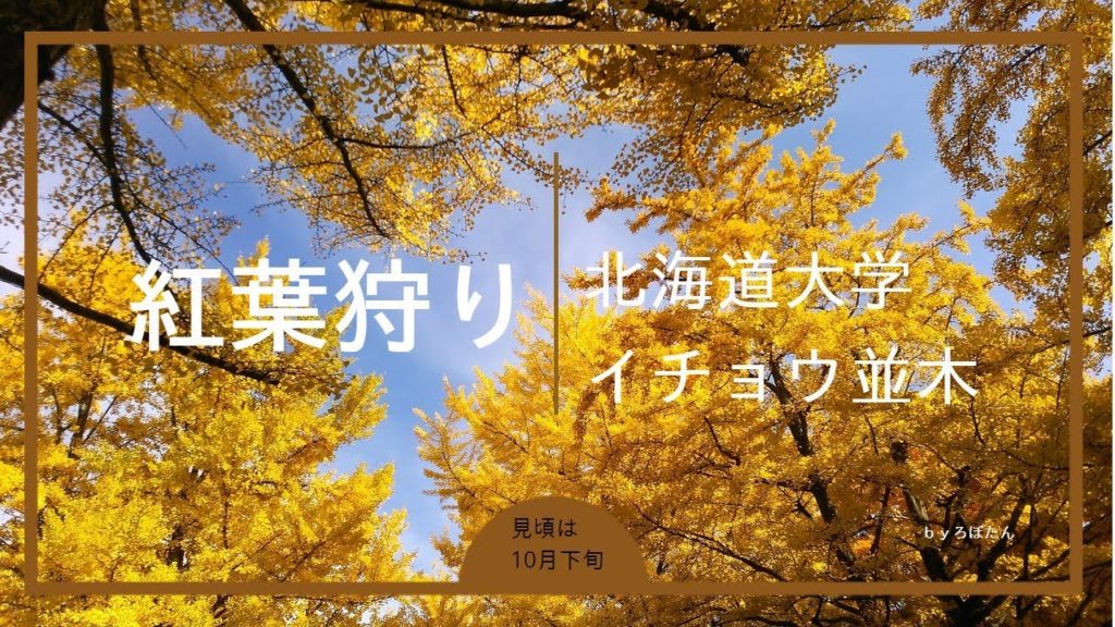 北海道大学「イチョウ並木」で紅葉狩り！2019年一般開放とライトアップ│LINEトラベルjp