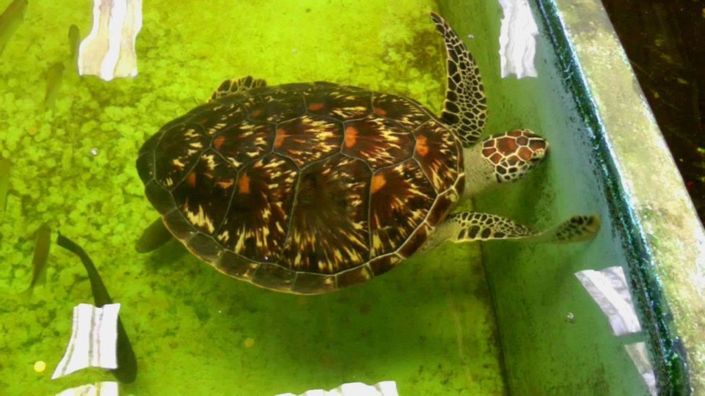 Visiting a Salt Water Fish Farm in Krabi, Thailand | HD Video