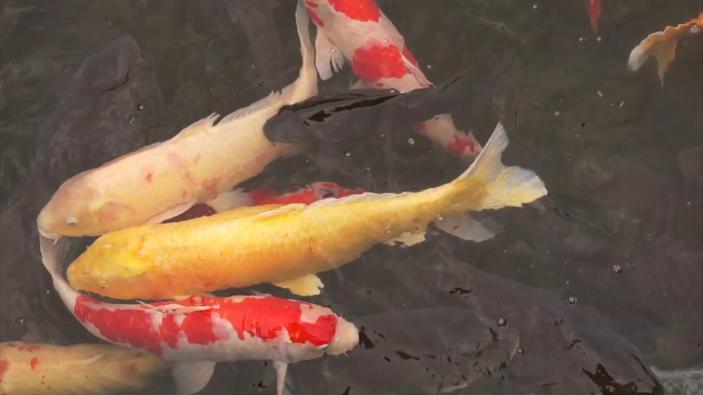 japan travel vlog japan travel vlog