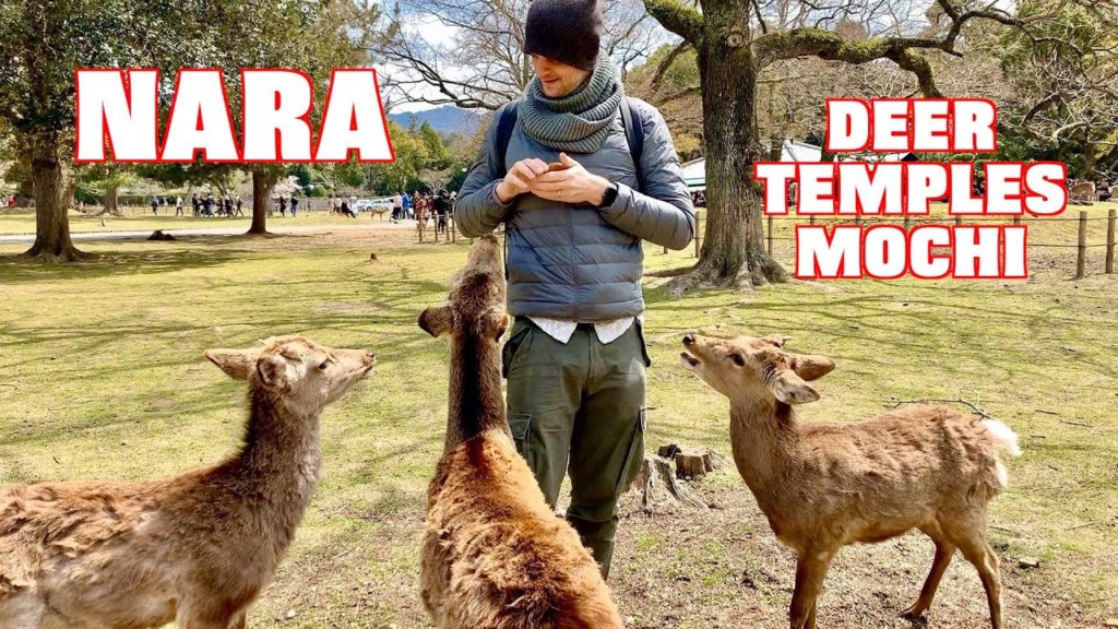 NARA: The Perfect Kyoto Day Trip: Deer, Temples, Mochi | Vlog 2019 NARA: The Perfect Kyoto Day Trip: Deer, Temples, Mochi | Vlog 2019