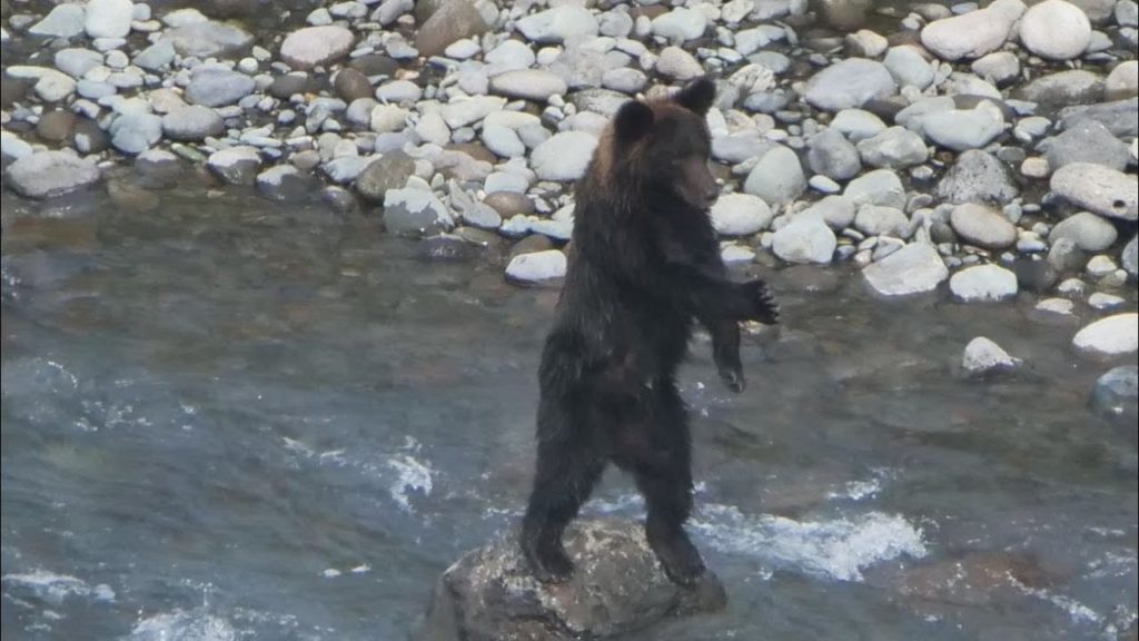 JG☆☆☆☆☆8K HDR 北海道 知床のヒグマ サケ捕りはつらいよ 獰猛悪戦苦闘の現場 Hokkaido,World Heritage Shiretoko,Bears Hunting Salmons