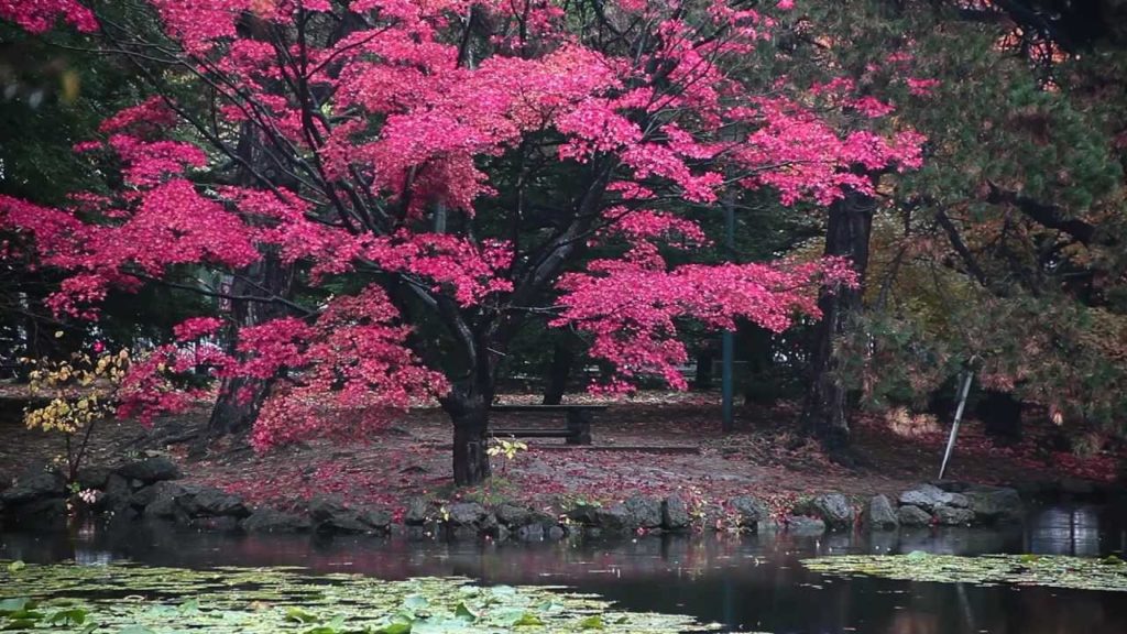 A Rainy Day in Sapporo, Hokkaido［北海道庁赤れんが庁舎／札幌市］