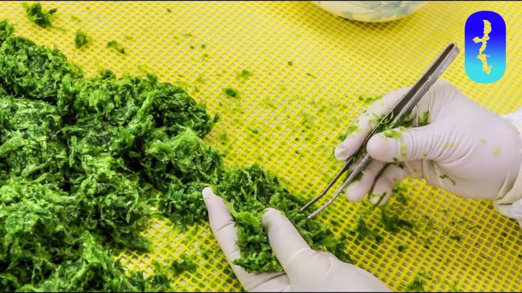 The Blue Zone Diet—Straight from the Sea!